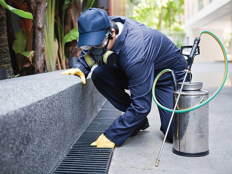 Cheap Pest Control Cheltenham | Commercial Pest Inspection - CPP